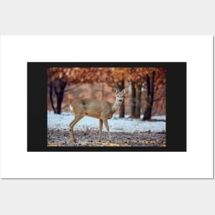 Roe deer in the forest Posters and Art
